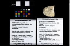 Foto (Objekt + Etikett) von Cracensigillatus acutirostrus (Moericke, 1889)  (NHMW-GEO-1990-0041-0377a)